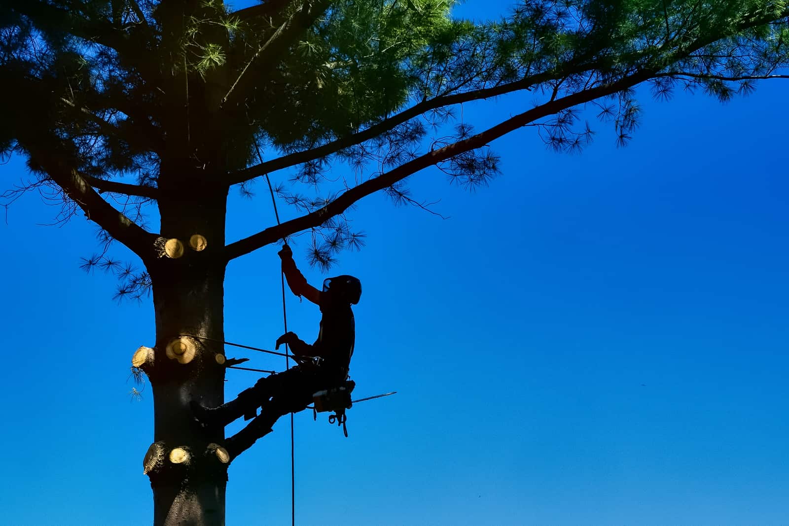 Completed tree removal and trimming projects in Columbia SC
