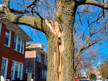 Emergency Tree Services Columbia SC
