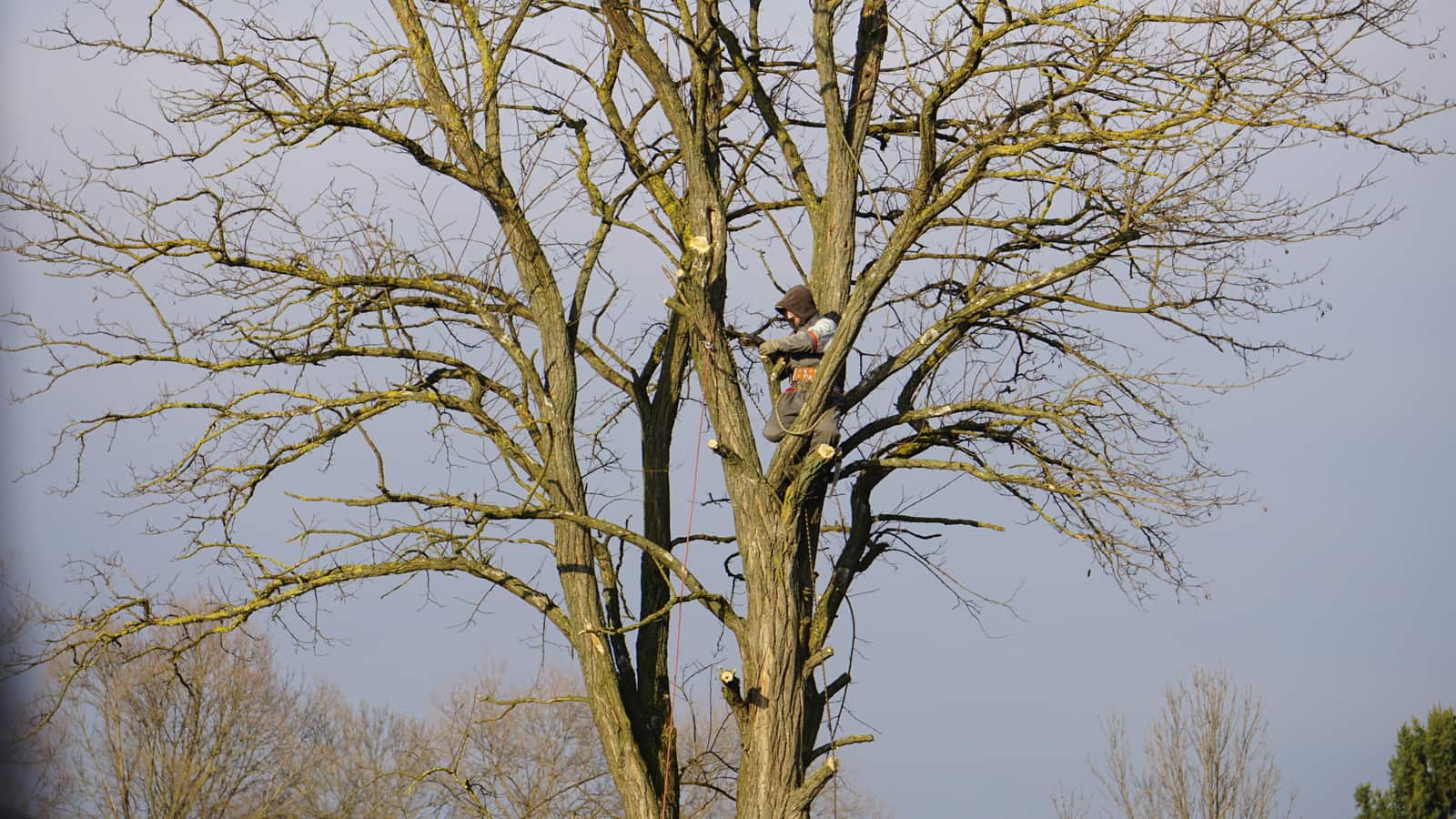 Tree Health and Cabling Columbia SC