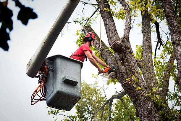 Tree Removal in Columbia SC
