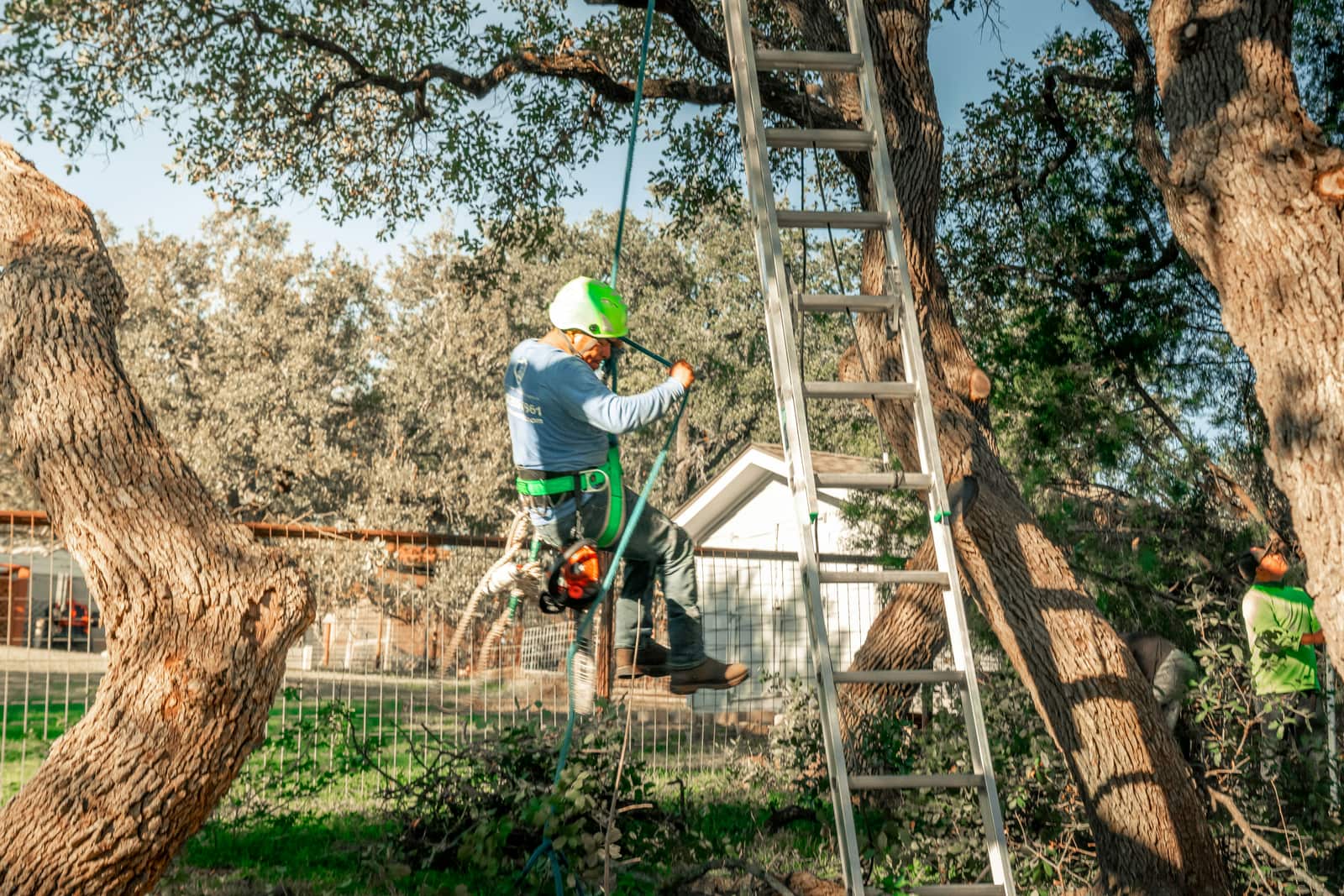 Tree Trimming and Pruning in Columbia SC