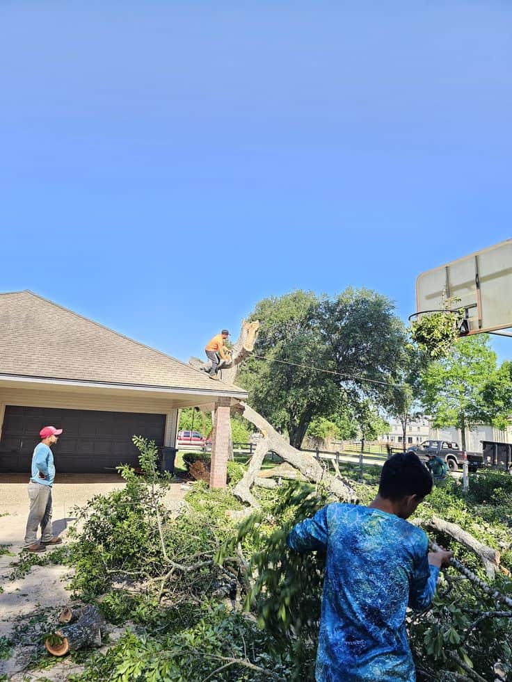 Elite Tree Removal crew performing seasonal canopy maintenance in Columbia, SC